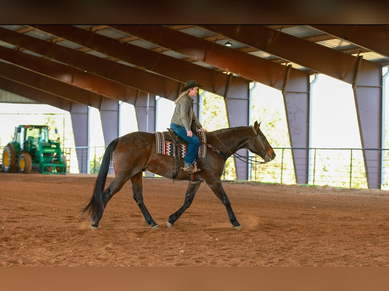 Draft Horse Mix Gelding 11 years 17.2 hh Roan-Bay in Quitman