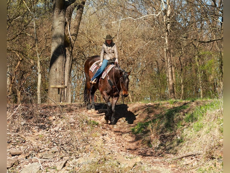 Draft Horse Mix Gelding 11 years 17.2 hh Roan-Bay in Quitman