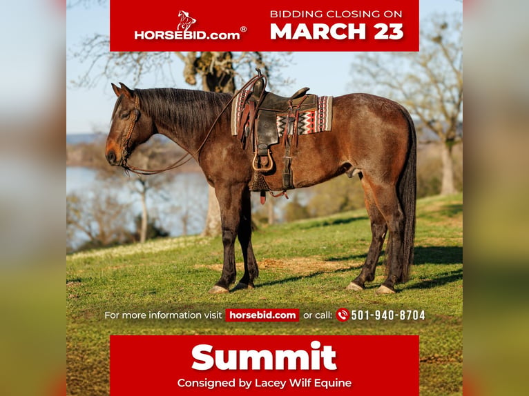 Draft Horse Mix Gelding 11 years 17.2 hh Roan-Bay in Quitman