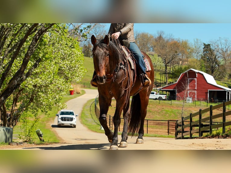 Draft Horse Mix Gelding 11 years 17.2 hh Roan-Bay in Quitman