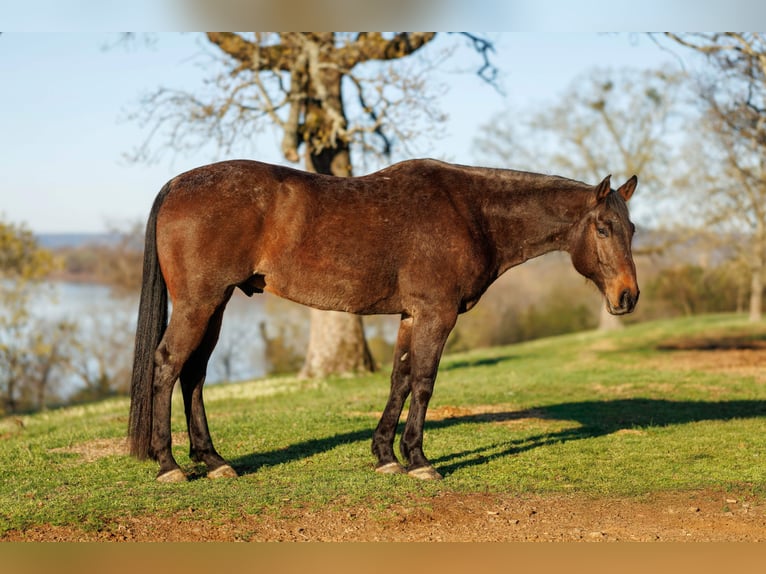 Draft Horse Mix Gelding 11 years 17.2 hh Roan-Bay in Quitman