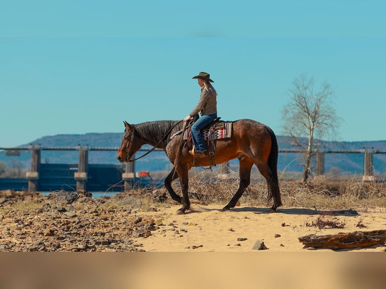 Draft Horse Mix Gelding 11 years 17.2 hh Roan-Bay in Quitman