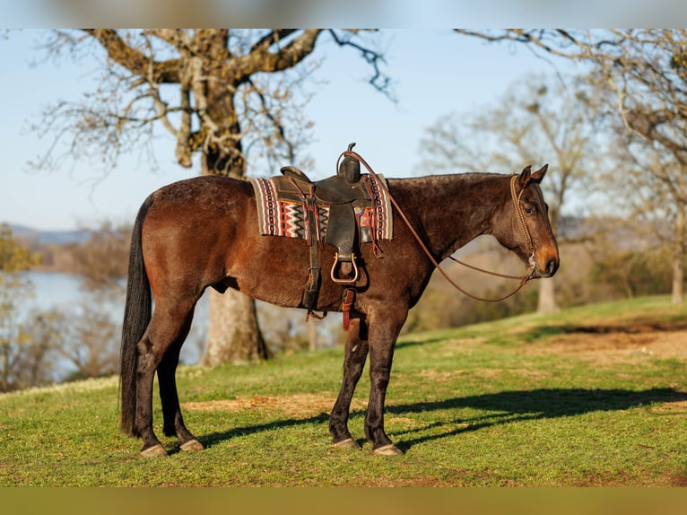 Draft Horse Mix Gelding 11 years 17.2 hh Roan-Bay in Quitman