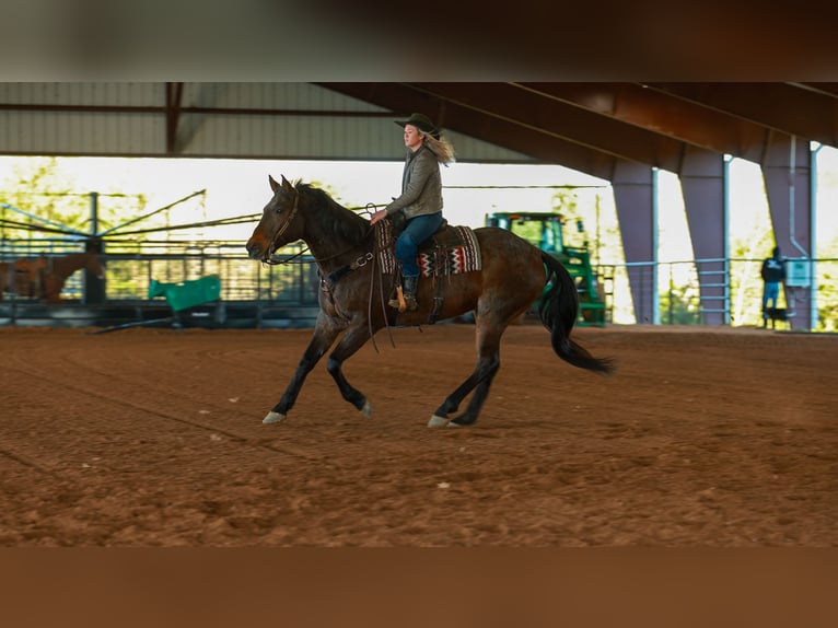 Draft Horse Mix Gelding 11 years 17.2 hh Roan-Bay in Quitman