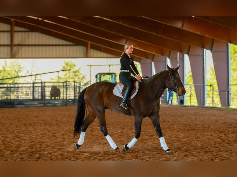 Draft Horse Mix Gelding 11 years 17.2 hh Roan-Bay in Quitman