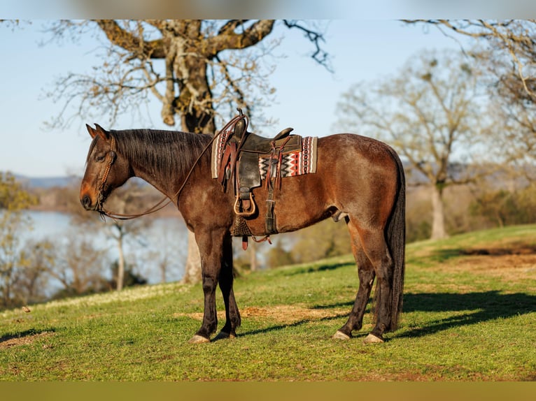 Draft Horse Mix Gelding 11 years 17.2 hh Roan-Bay in Quitman