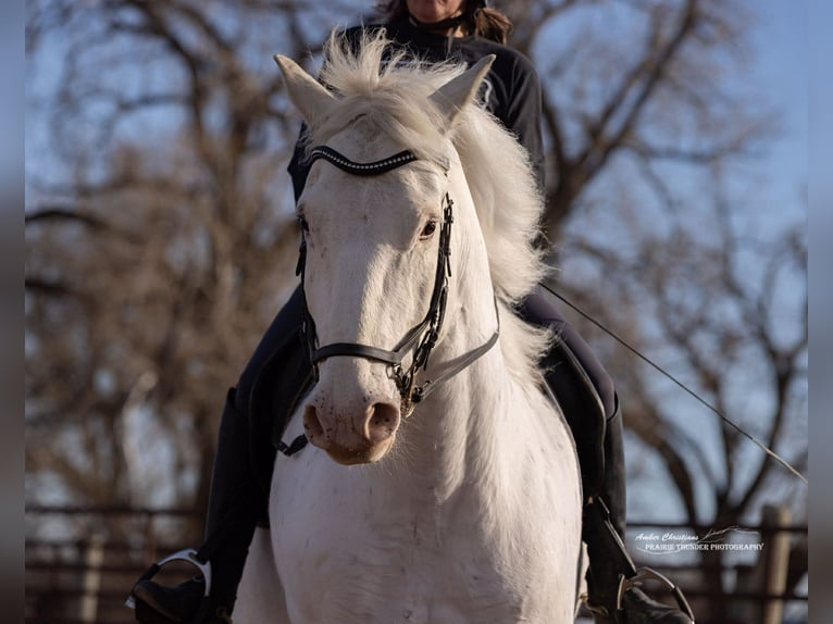 Draft Horse Mix Gelding 11 years 17 hh Grey-Dapple in Belle Fourche