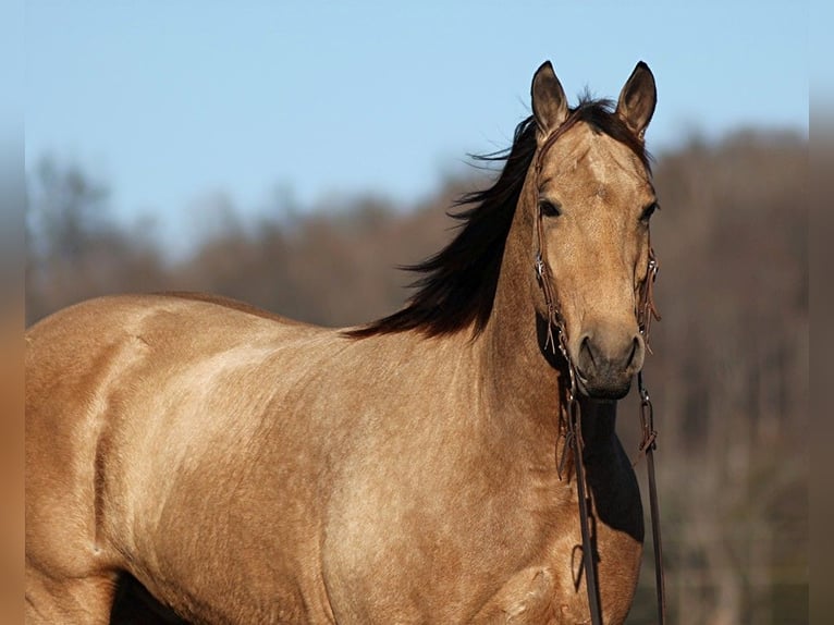 Draft Horse Gelding 11 years Buckskin in Mount Vernon