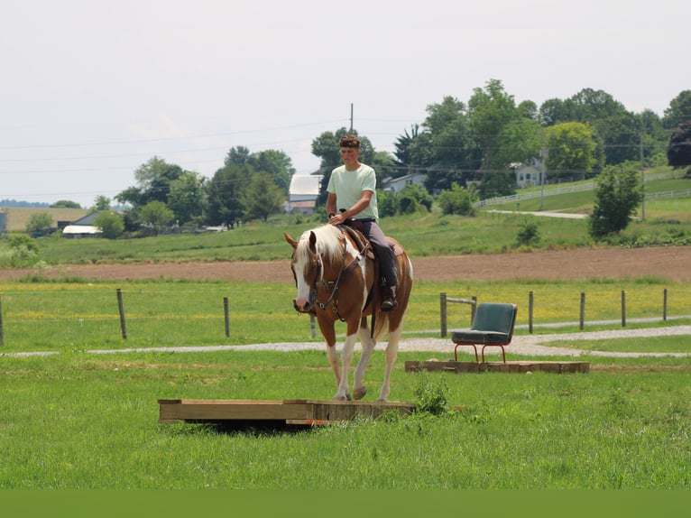 Draft Horse Gelding 11 years Pinto in Millersburg