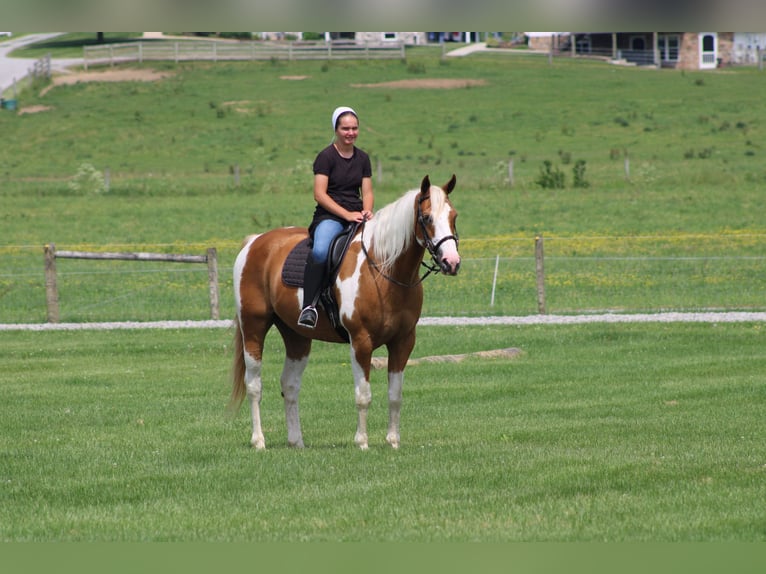Draft Horse Gelding 11 years Pinto in Millersburg