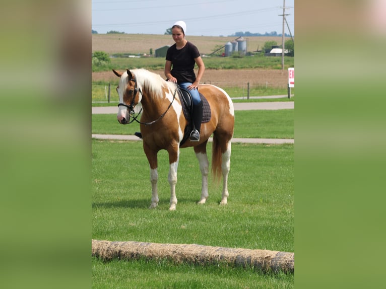 Draft Horse Gelding 11 years Pinto in Millersburg