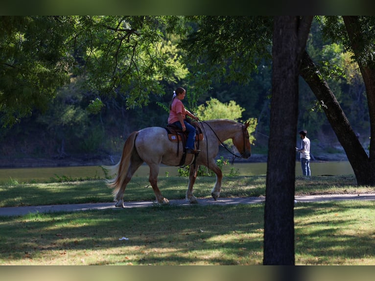 Draft Horse Mix Gelding 11 years Roan-Red in Terrell