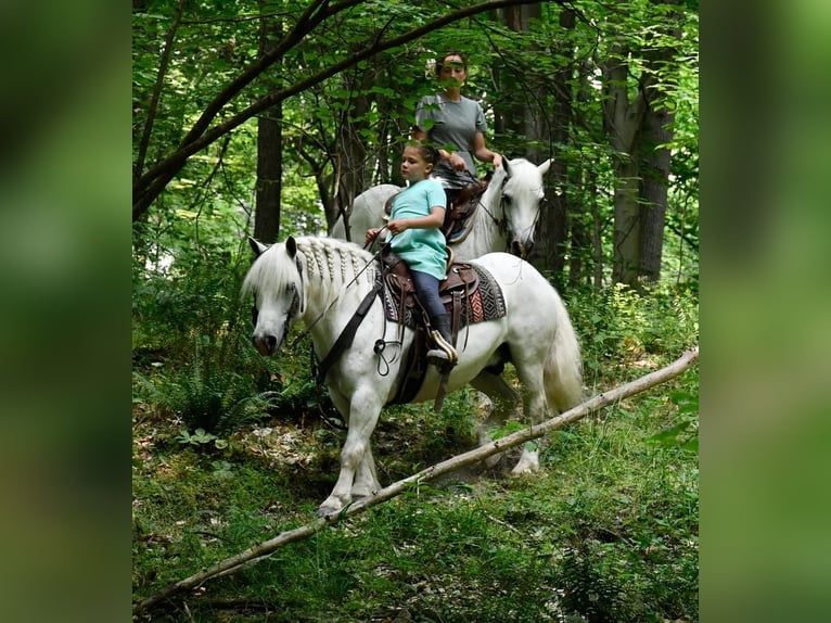 Draft Horse Gelding 11 years White in Strasburg, OH