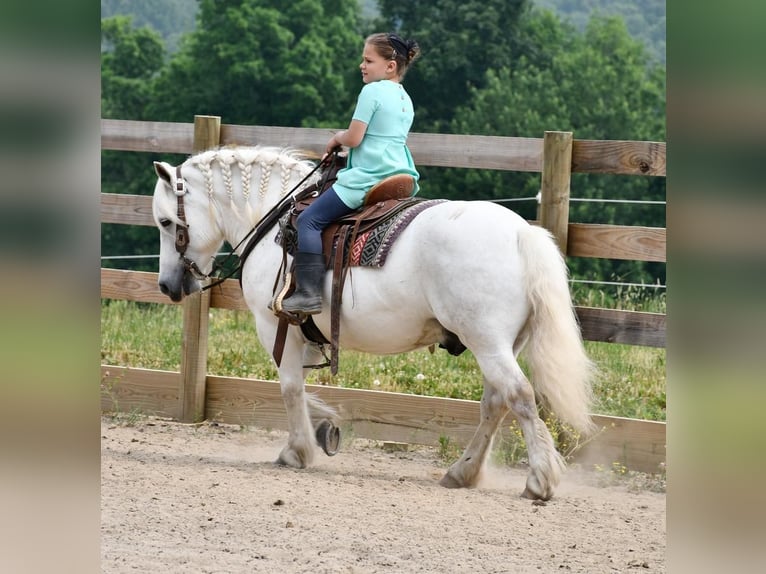 Draft Horse Gelding 11 years White in Strasburg, OH