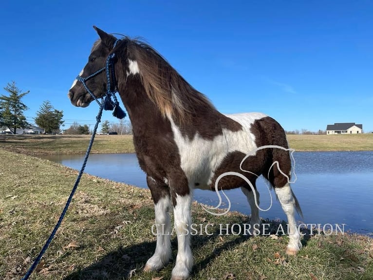 Draft Horse Gelding 12 years 13 hh Tobiano-all-colors in Lawrenceburg, KY