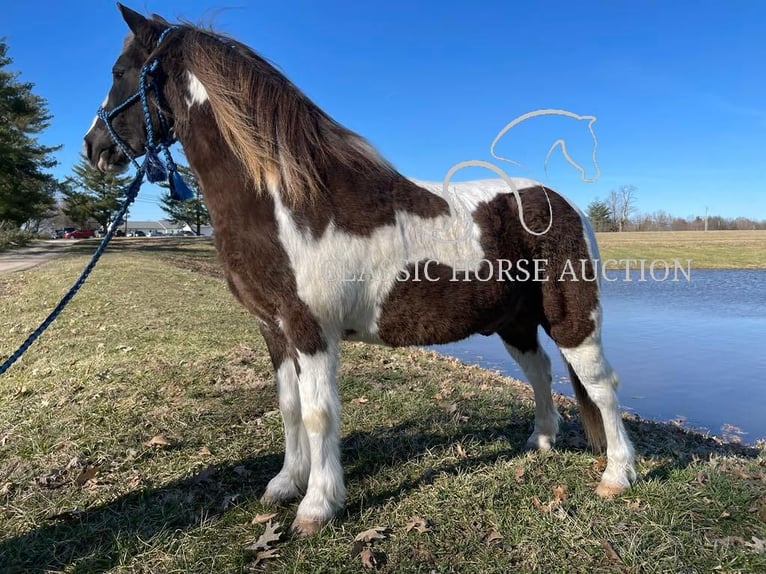 Draft Horse Gelding 12 years 13 hh Tobiano-all-colors in Lawrenceburg, KY
