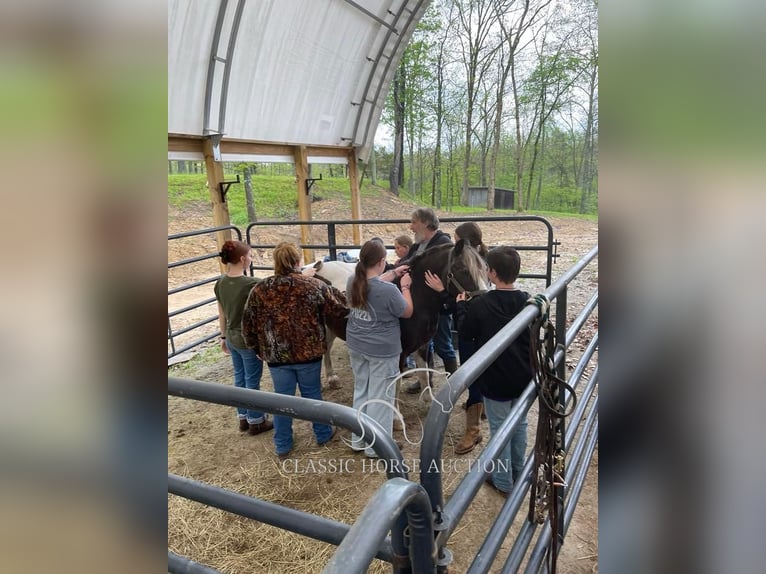 Draft Horse Gelding 12 years 13 hh Tobiano-all-colors in Lawrenceburg, KY