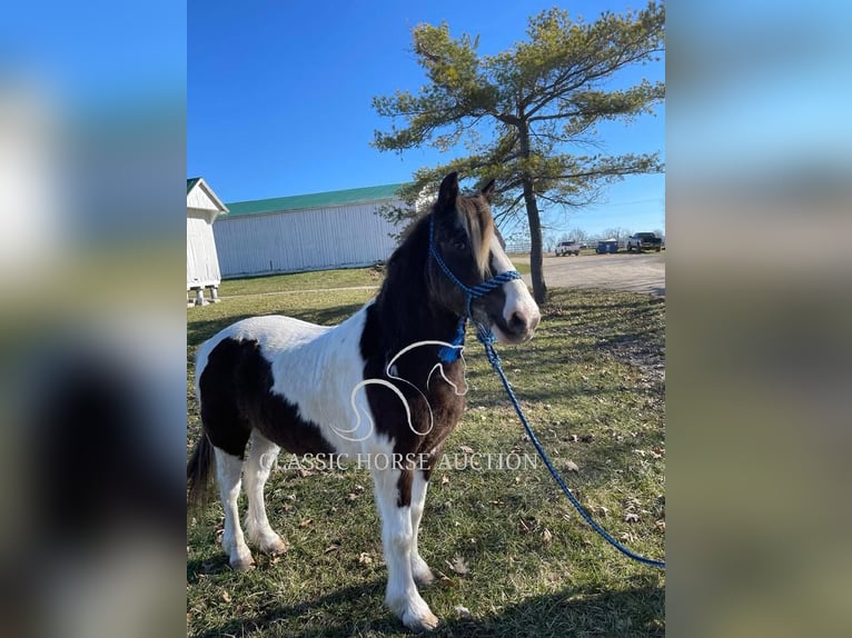 Draft Horse Gelding 12 years 13 hh Tobiano-all-colors in Lawrenceburg, KY