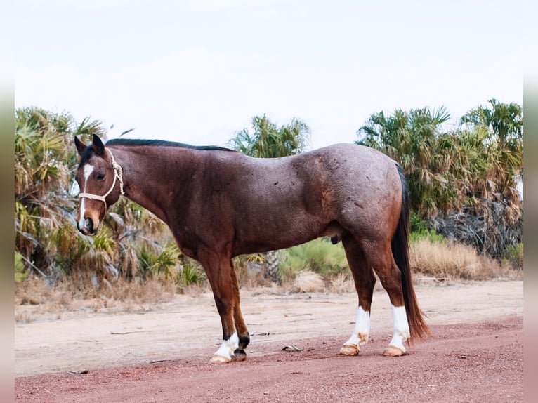 Draft Horse Mix Gelding 12 years 14,3 hh Roan-Bay in Aguila