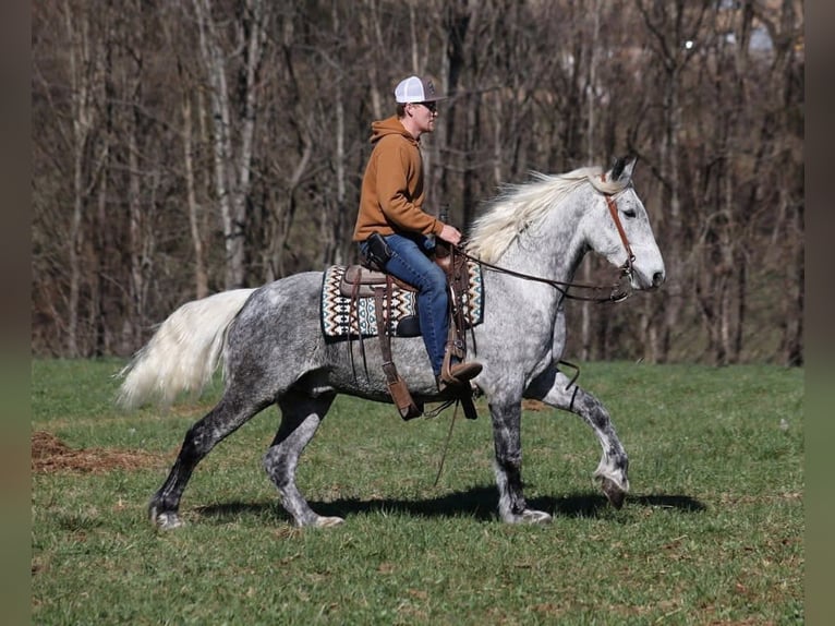 Draft Horse Gelding 12 years 15.2 hh Grey-Dapple in Mount Vernon