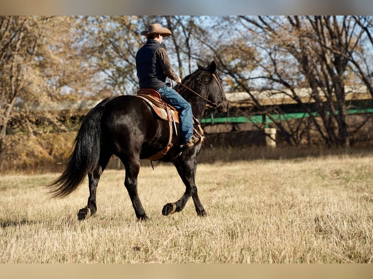 Draft Horse Mix Gelding 12 years 15,3 hh Black in Valley Springs