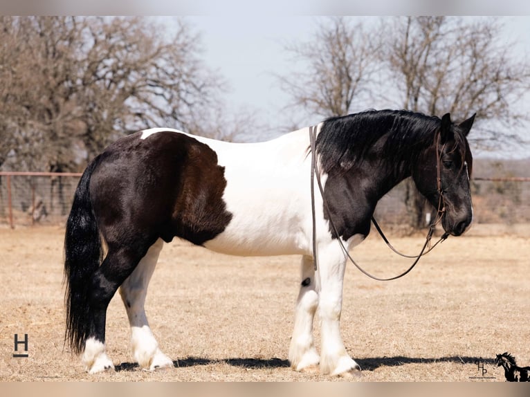 Draft Horse Gelding 12 years 15,3 hh Tobiano-all-colors in Joshua TX