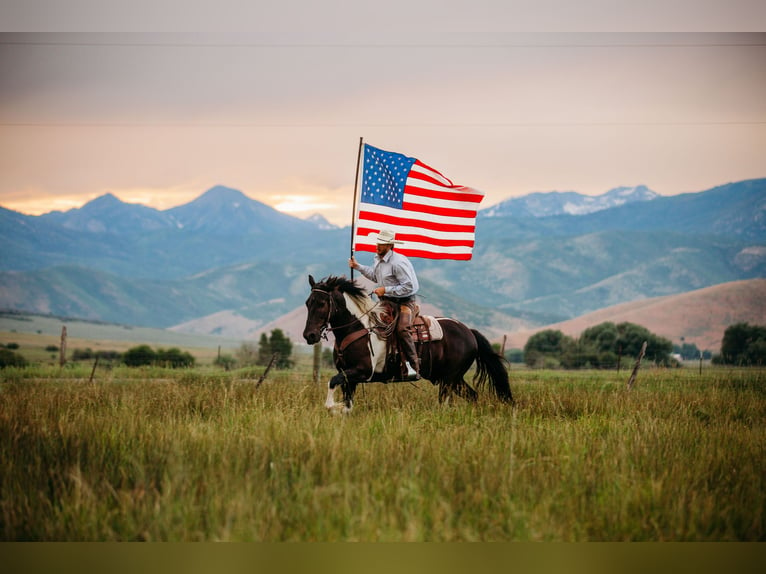 Draft Horse Mix Gelding 12 years 15,3 hh Tobiano-all-colors in Heber CityHeber