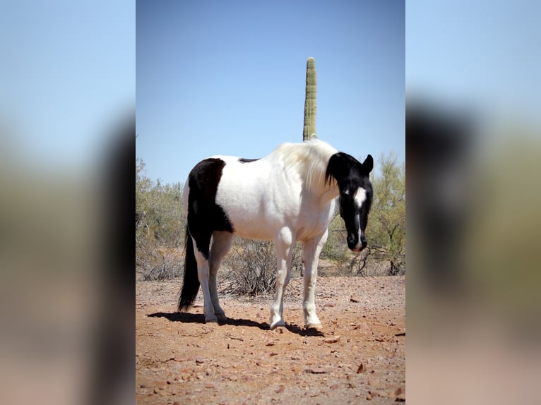 Draft Horse Mix Gelding 12 years 15,3 hh in Marana, AZ