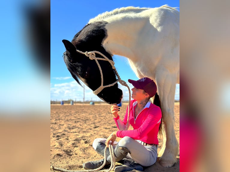 Draft Horse Mix Gelding 12 years 15,3 hh in Marana, AZ