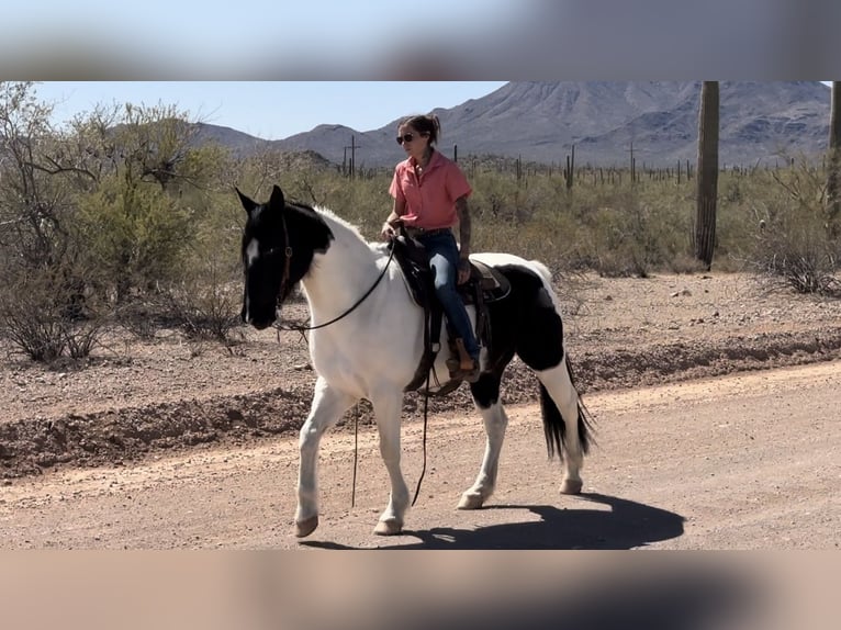 Draft Horse Mix Gelding 12 years 15,3 hh in Marana, AZ