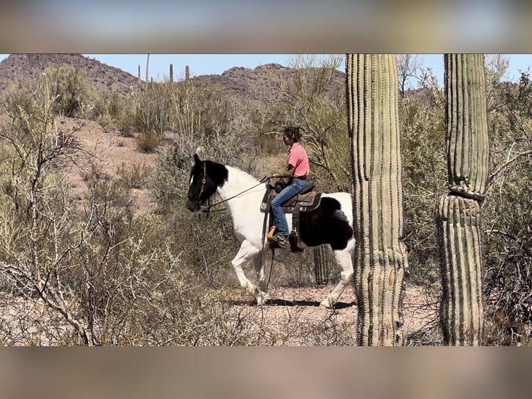 Draft Horse Mix Gelding 12 years 15,3 hh in Marana, AZ