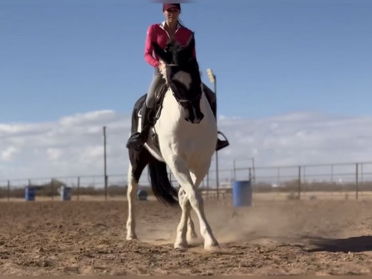 Draft Horse Mix Gelding 12 years 15,3 hh in Marana, AZ