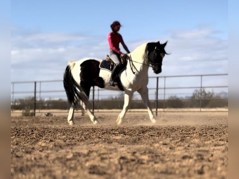 Draft Horse Mix Gelding 12 years 15,3 hh in Marana, AZ