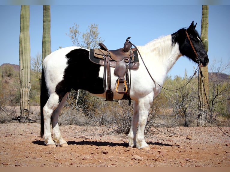 Draft Horse Mix Gelding 12 years 15,3 hh in Marana, AZ