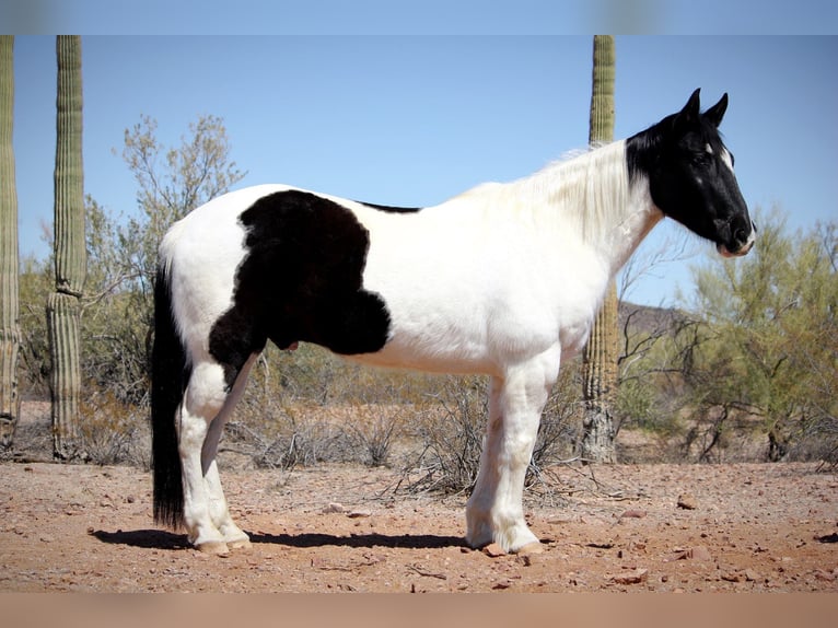 Draft Horse Mix Gelding 12 years 15,3 hh in Marana, AZ