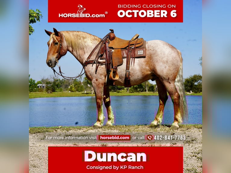 Draft Horse Mix Gelding 12 years 15,2 hh Roan-Red in Corsica, SD