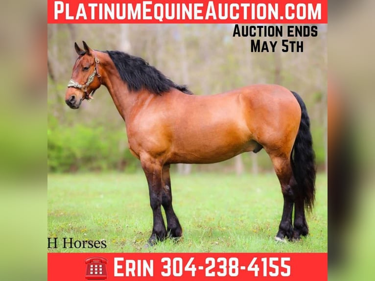 Draft Horse Gelding 12 years 15,3 hh Bay in Flemingsburg KY
