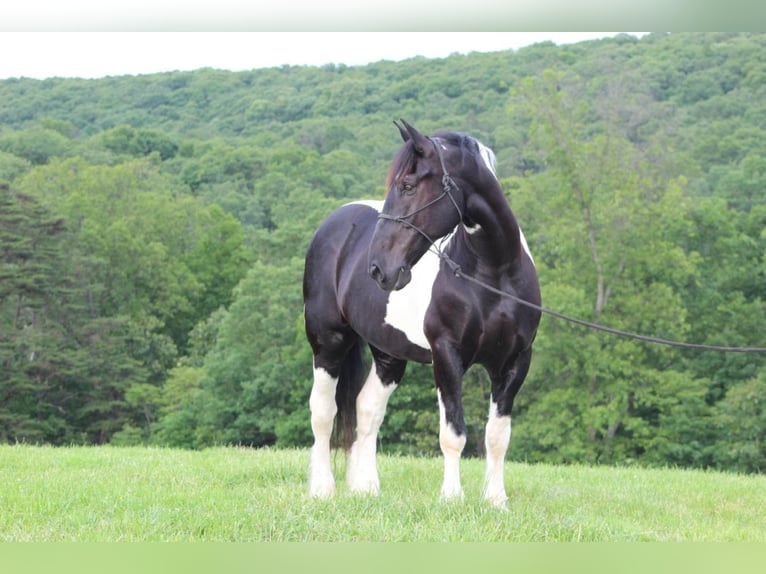 Draft Horse Gelding 12 years 16,2 hh in Millerstown, PA