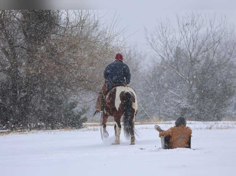 Draft Horse Mix Gelding 12 years 16 hh Pinto in Ripley