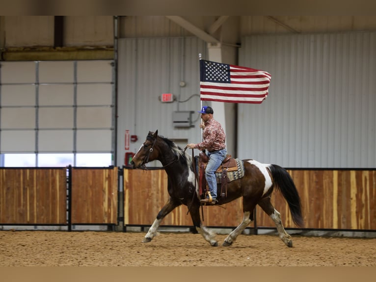 Draft Horse Mix Gelding 12 years 16 hh Pinto in Ripley