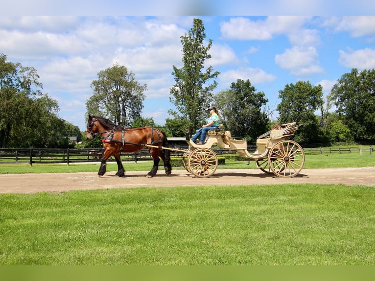 Draft Horse Gelding 12 years 17,2 hh Bay in Highland, MI