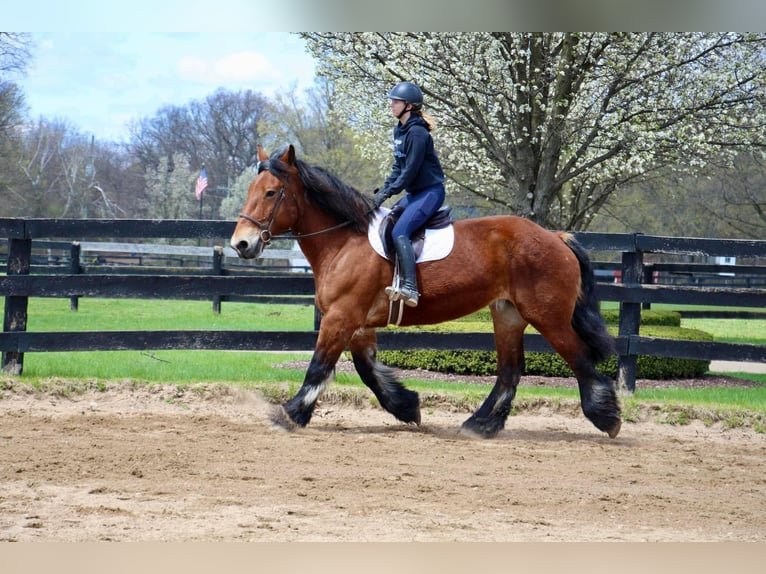 Draft Horse Gelding 12 years 17,2 hh Bay in Highland, MI