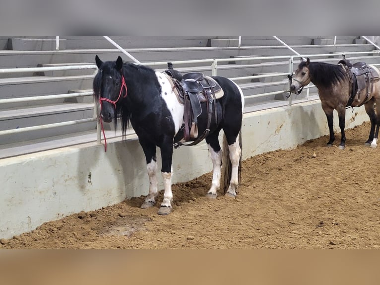 Draft Horse Mix Gelding 12 years in Robards, KY