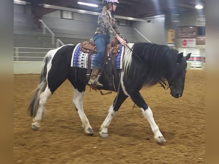 Draft Horse Mix Gelding 12 years in Robards, KY