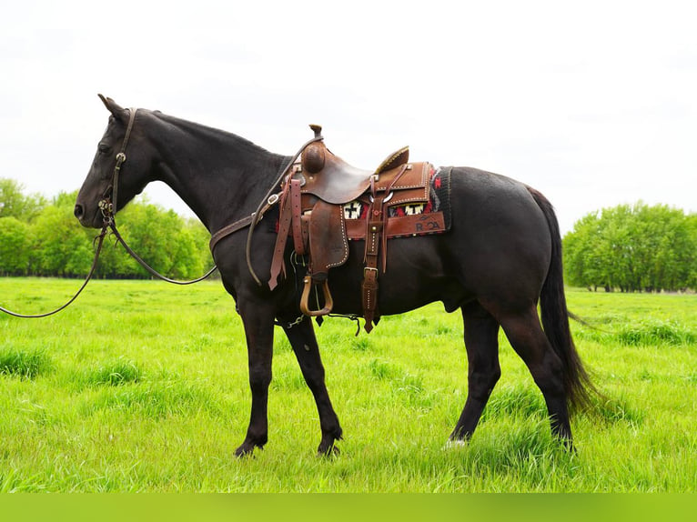 Draft Horse Mix Gelding 13 years 14,3 hh Black in Valley Springs, SD