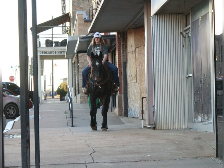 Draft Horse Gelding 13 years 15.1 hh Bay in Cushing