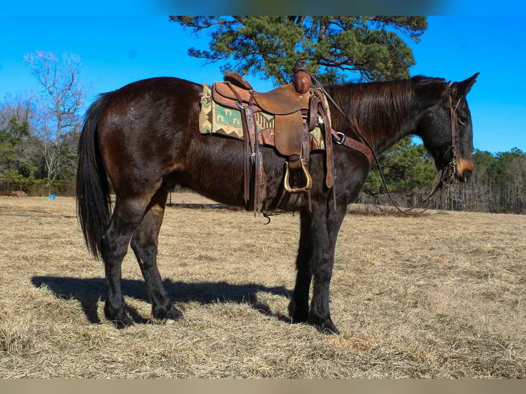 Draft Horse Gelding 13 years 15.1 hh Bay in Cushing