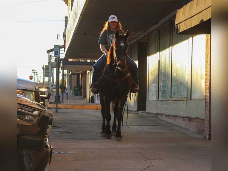 Draft Horse Gelding 13 years 15.1 hh Bay in Cushing