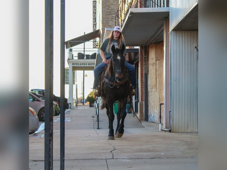 Draft Horse Gelding 13 years 15.1 hh Bay in Cushing