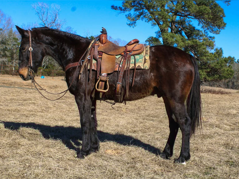 Draft Horse Gelding 13 years 15.1 hh Bay in Cushing